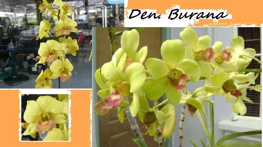 Hv3m-0gy1gw.jpg    den burana.jpg