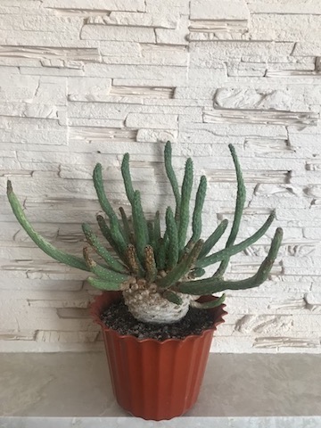 1.JPG