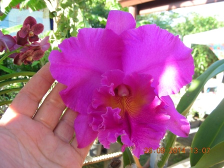 Blc. Pink Empress 'Ju-Sen' (4).JPG