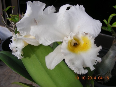 Blc. Burdekin Wonder 'Lake Land'  (6).JPG