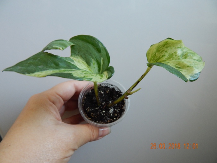 DSCN8802.JPG