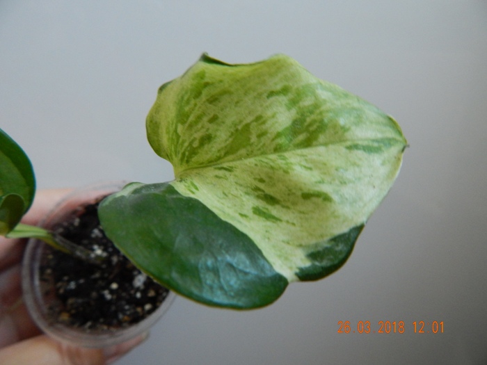 DSCN8803.JPG