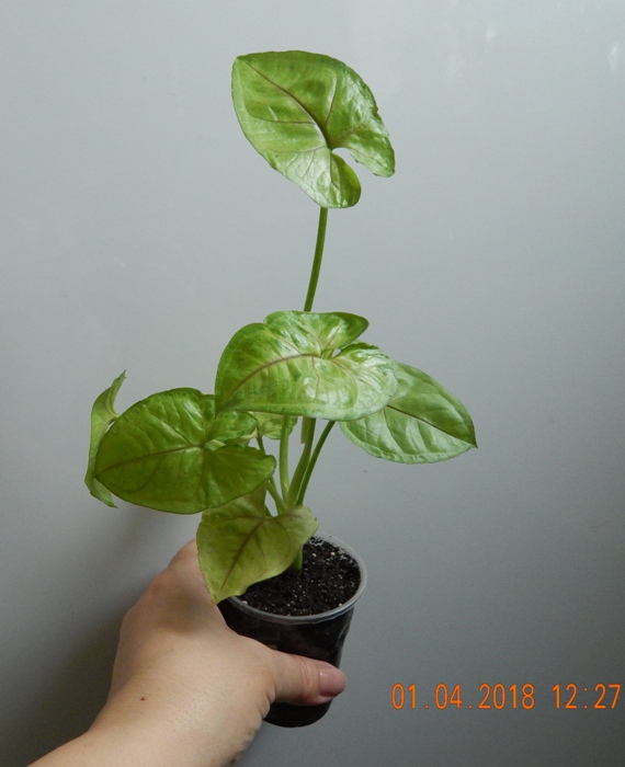 DSCN8834.JPG