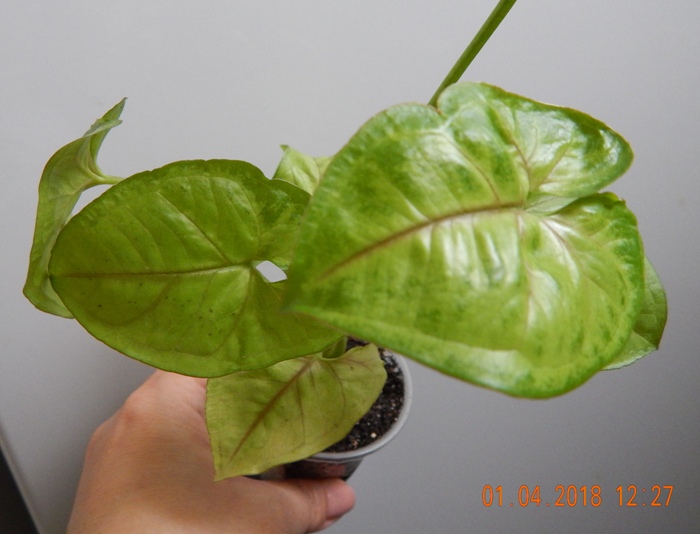 DSCN8833.JPG