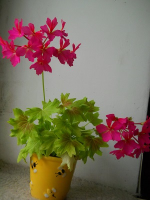 DSCN8206.JPG
