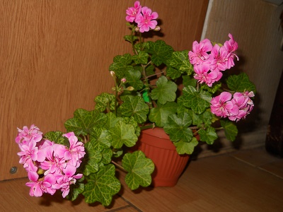 DSCN8641.JPG