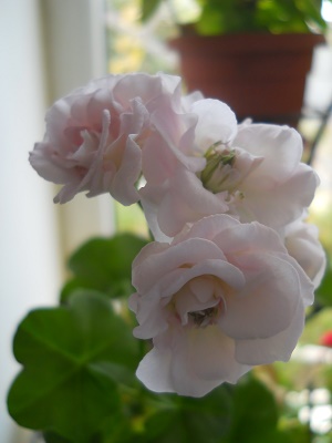 DSCN8464.JPG