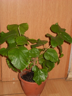 DSCN8673.JPG