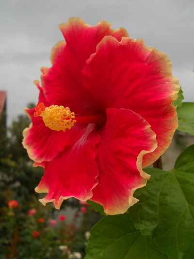 DSCN5622.JPG