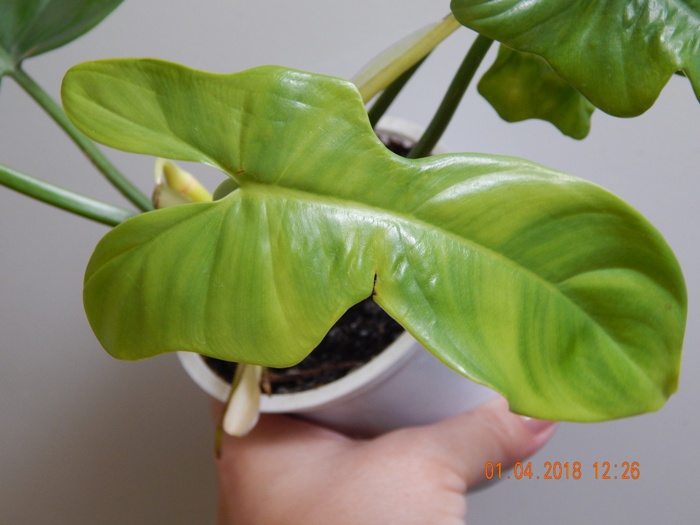 DSCN8829.JPG