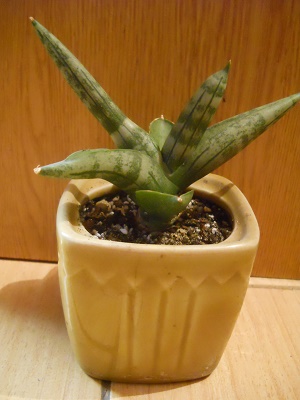 DSCN8669.JPG