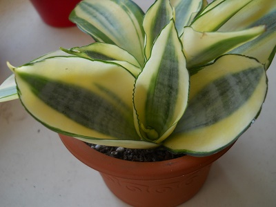 DSCN8658.JPG