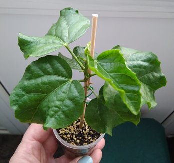 IMG_20180405_182536.jpg
