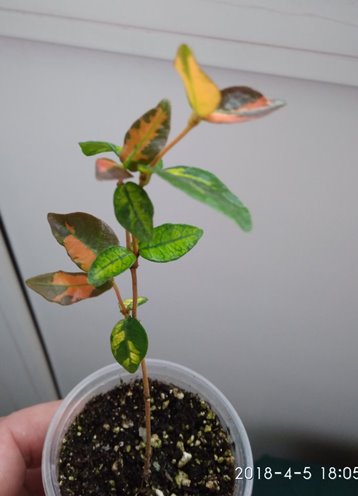 IMG_20180405_180558.jpg