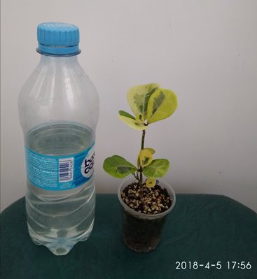 IMG_20180405_175626.jpg
