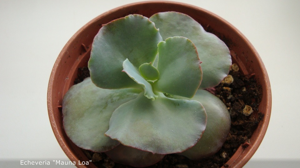 Echeveria Mauna Loa.jpg