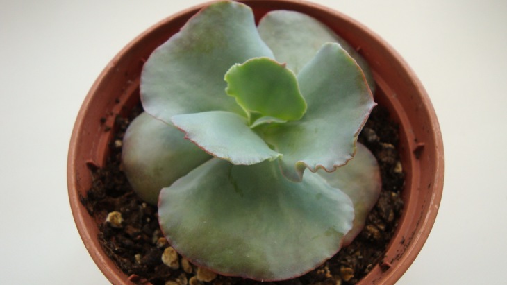 Echeveria - Mauna Loa.jpg