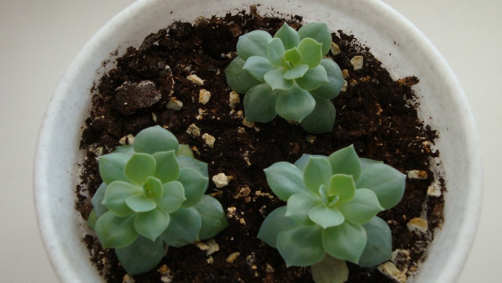 Echeveria.jpg