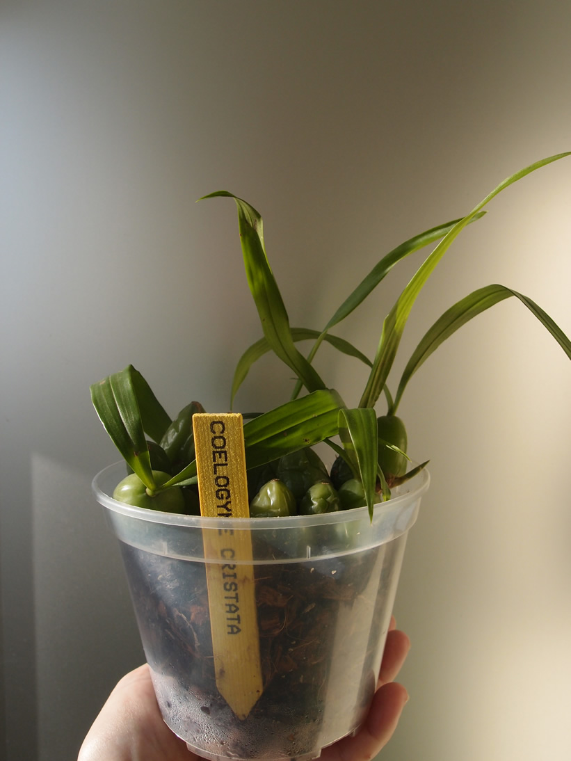 P4105971q.jpg