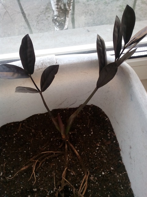 Zamioculcas Raven 03 -  1.jpg