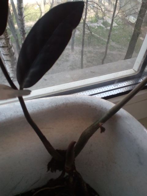 Zamioculcas Raven 03 -  2.jpg