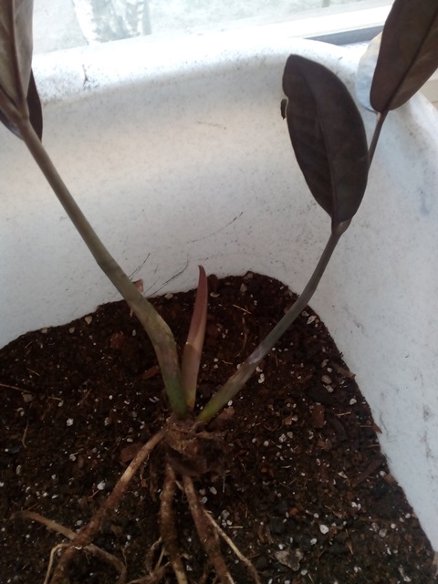 Zamioculcas Raven 03 -  3.jpg