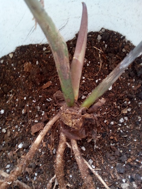 Zamioculcas Raven 03 -  4.jpg