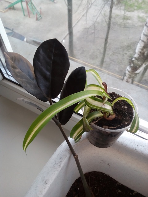 Zamioculcas Raven цвет  - 11.jpg