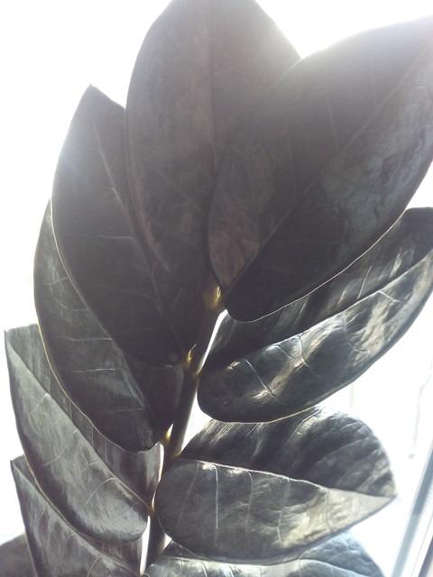 Zamioculcas Raven - мама - 2.jpg