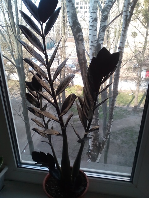 Zamioculcas Raven - мама - 1.jpg