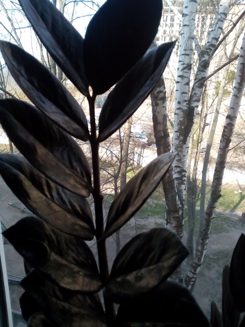 Zamioculcas Raven - мама - 3.jpg