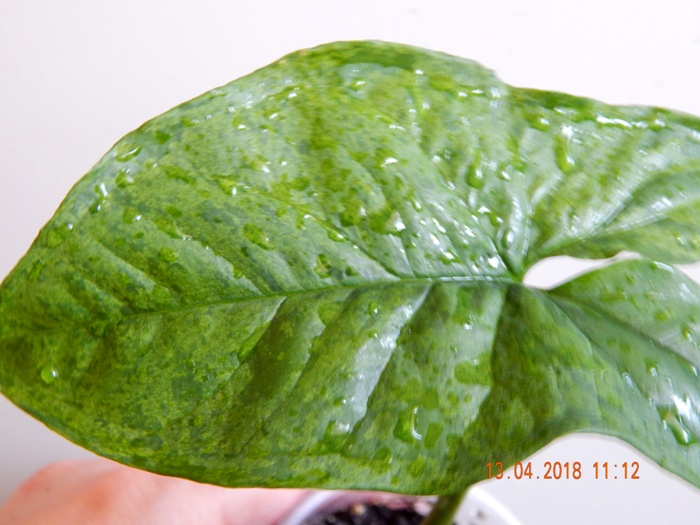 DSCN8842.JPG