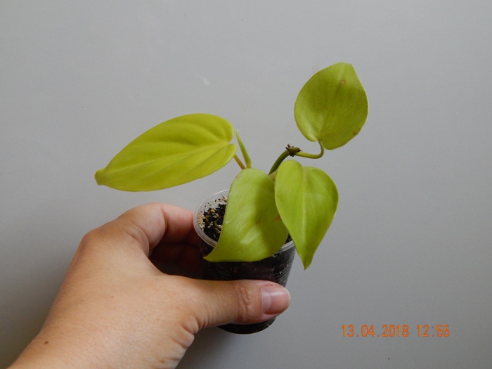DSCN8911.JPG