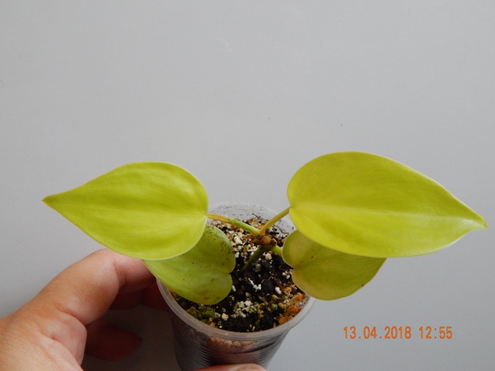 DSCN8908.JPG