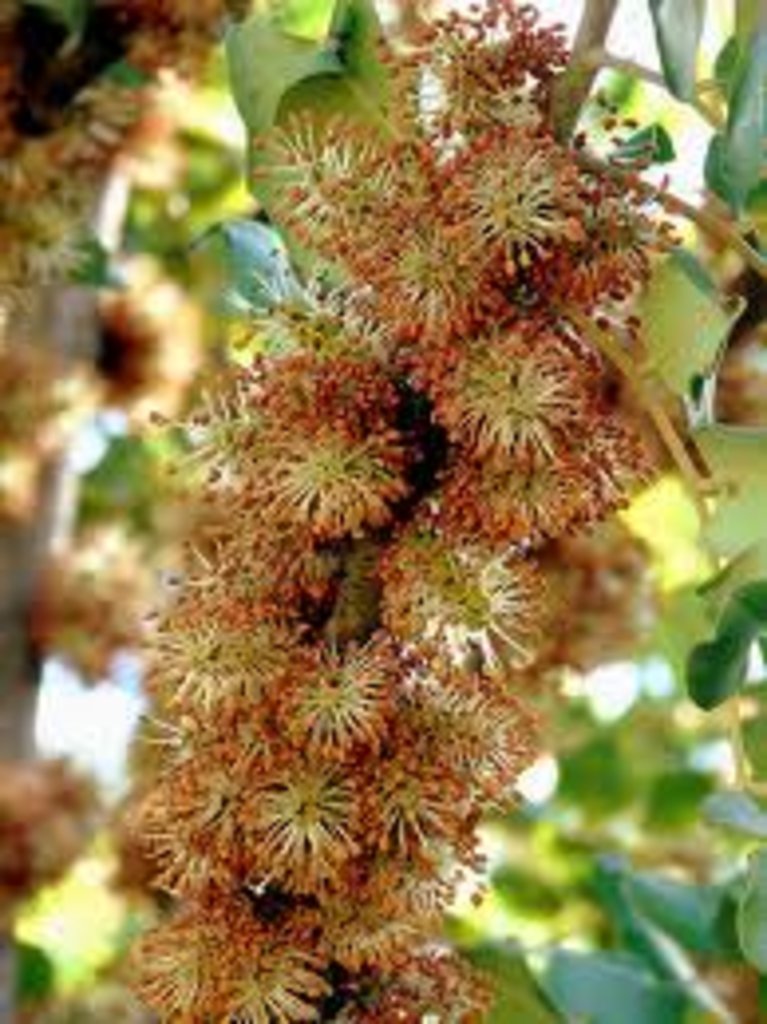 carob-tree.jpg