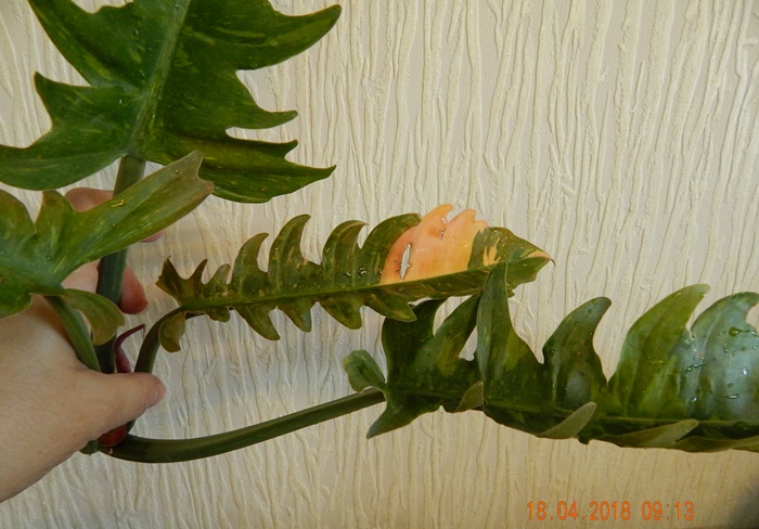 DSCN8925.JPG