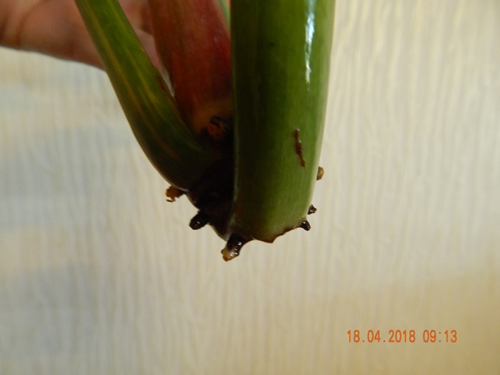 DSCN8926.JPG