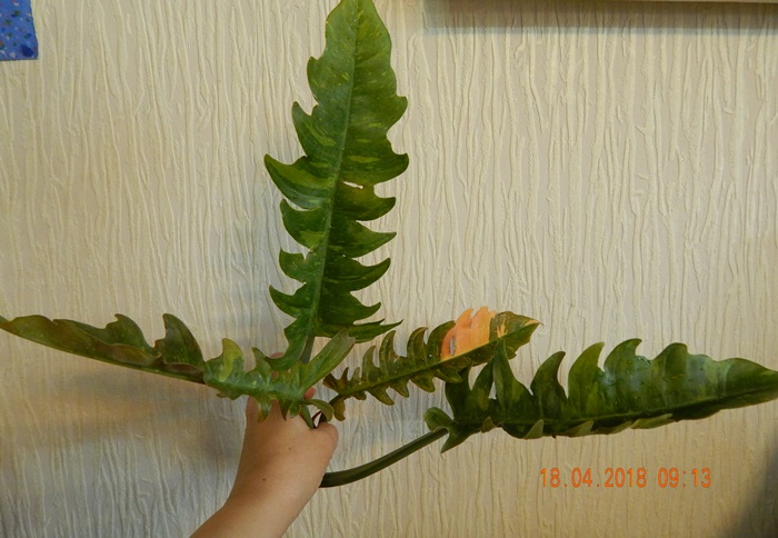 DSCN8927.JPG