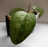 DSCN6534.JPG