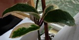 DSCN6568.JPG