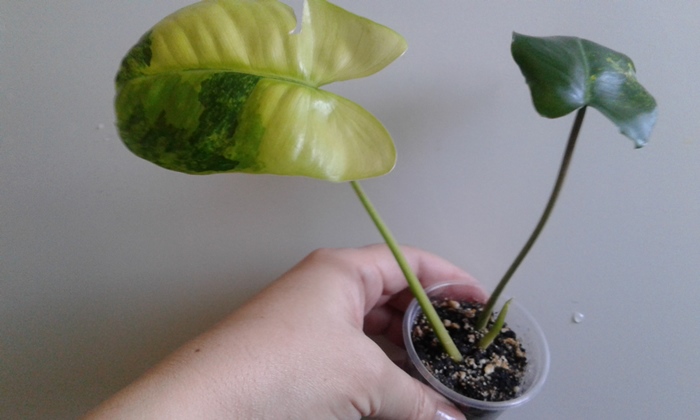 20180423_090504.jpg