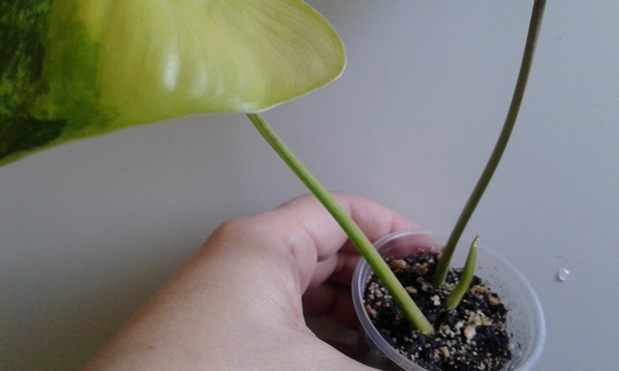 20180423_090500.jpg