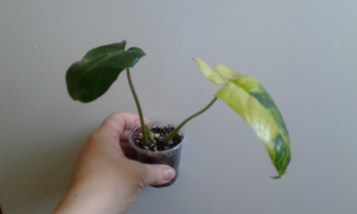 20180423_090451.jpg
