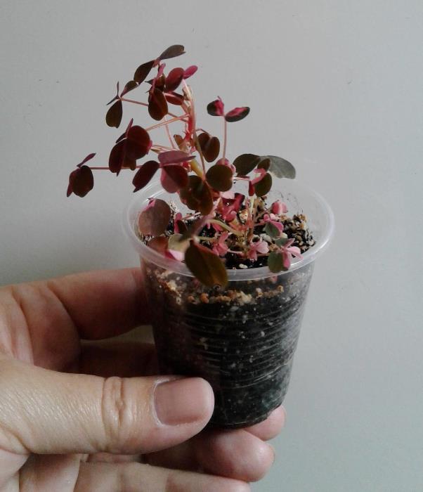 20180425_101428.jpg