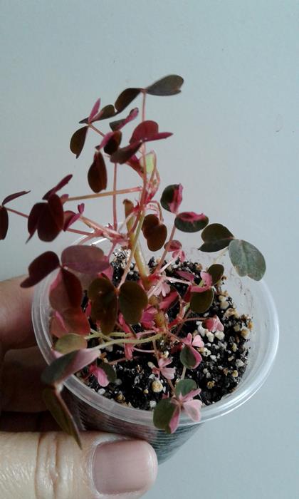 20180425_101437.jpg