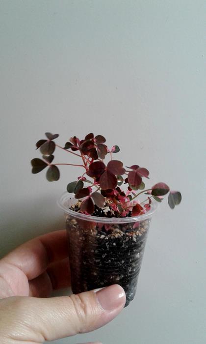 20180425_101442.jpg