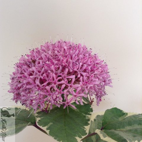 Клеродендрум-бунге-e1514446384666.jpg