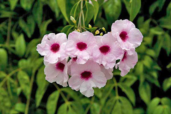 508373694_8_644x461_pandoreya-Rosea.jpg
