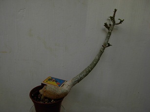 DSCN6610.JPG