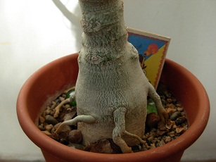 DSCN6615.JPG